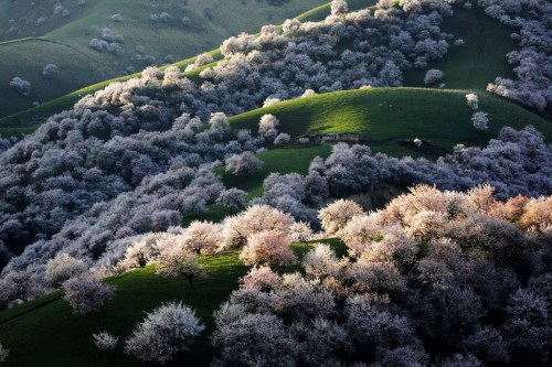 floralls: China’s Xinjiang province Yili state Xinyuan county Tuergen township - apricot blossom dit