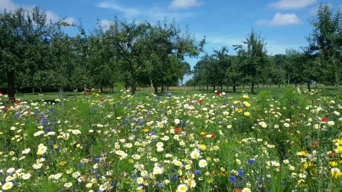 fuzzypetal:Look at all these beefriendly flowers!