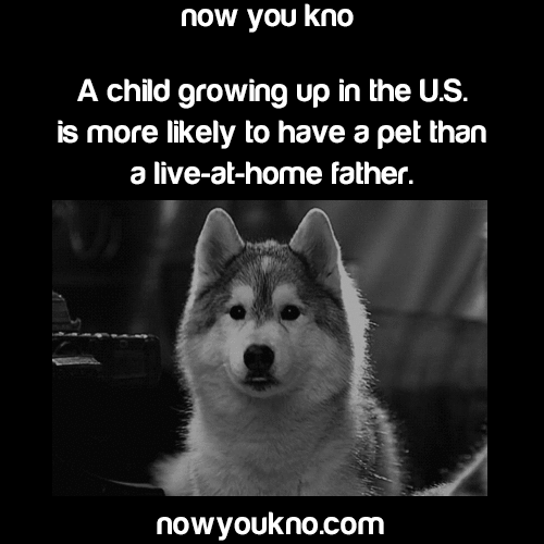 nowyoukno:  Source for more facts follow NowYouKno  I rather have a pet than a