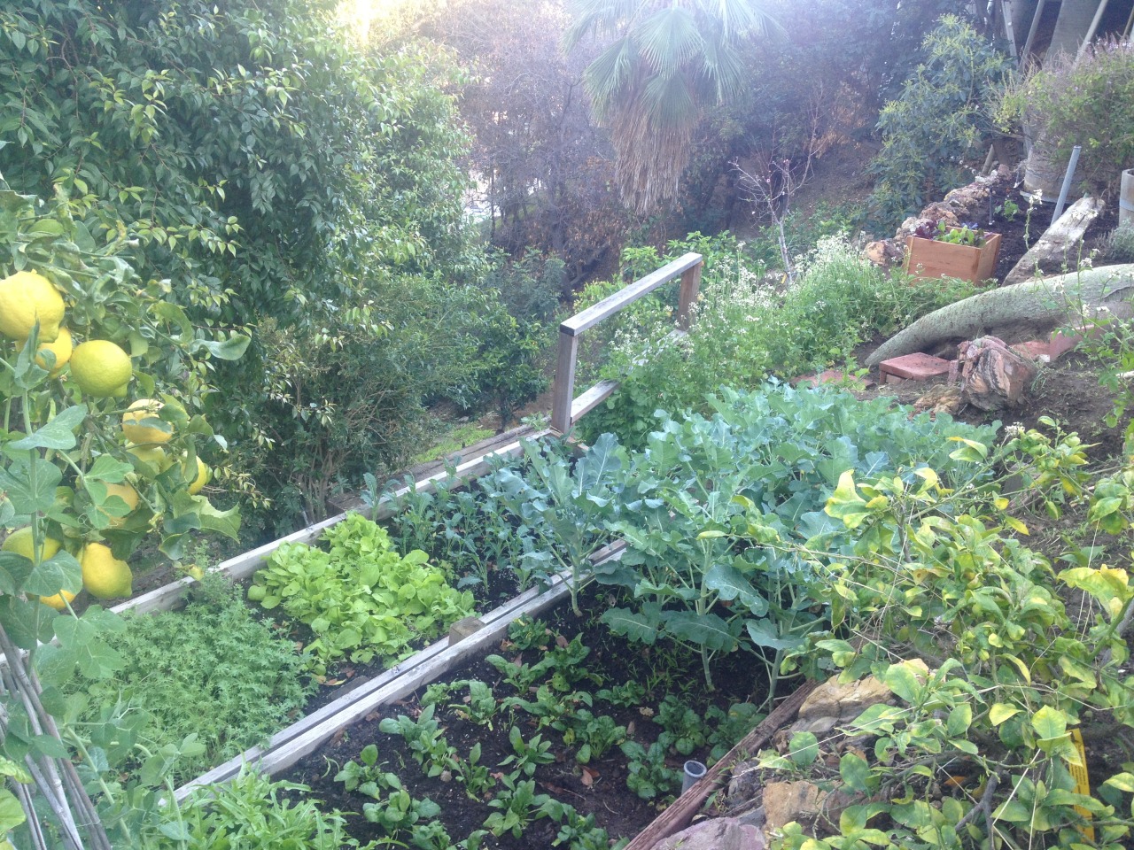 ediblegardensla:  Growing broccoli, kale, spinach, napa cabbage, arugula, peas and