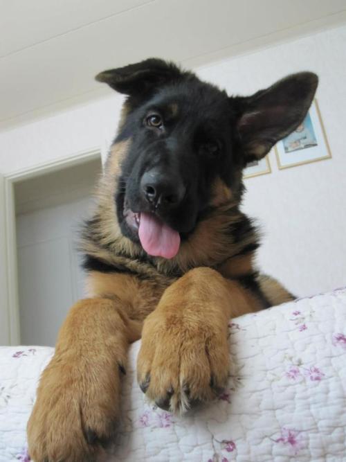 wittle-cutie:  awwww-cute:  Here’s my aunt’s German Sherpard Puppy at almost a year old  cute as heck <3 