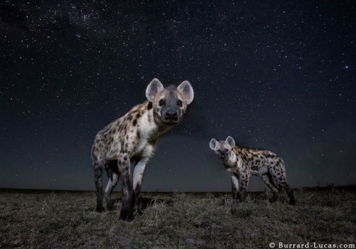 mymodernmet:Ingenious Camera Traps Capture Striking Photos of African Animals at Night