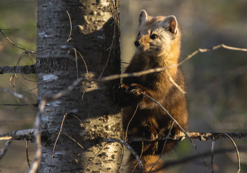 seebest:Pine Marten - Algonquin Provincial Park