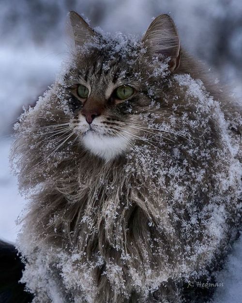 Porn catsbeaversandducks:  Amazing Snow Chonkers photos