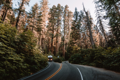 jasonincalifornia:Summer Road Trips in the Giant Forestwww.society6.com/jasde