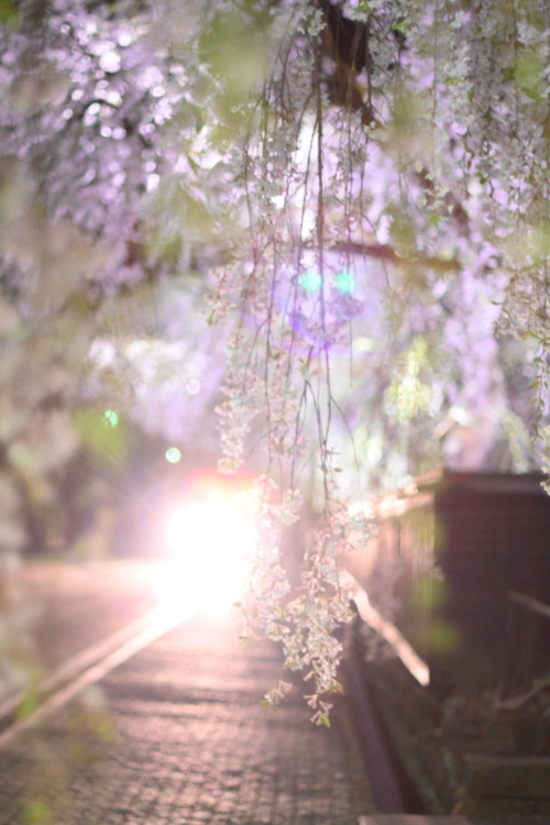 夜桜。すごくきれいだったけど夜はまだまだ寒くてもっと厚着して行けばよかった；；；