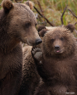 magicalnaturetour:  Raise your Paw by Sara