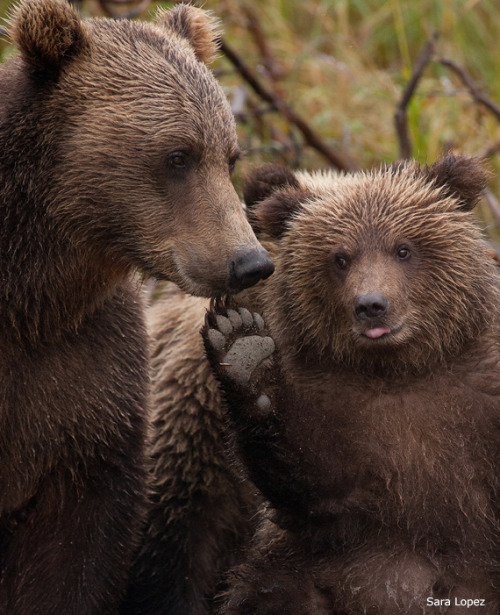 magicalnaturetour:  Raise your Paw by Sara Lopez