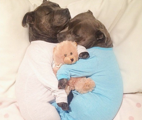 daji-ruhu:  isspeirlingme:  elgugol:  Pitbulls in jammies  @daji-ruhu oh my god?