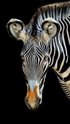 misterlemonzafterlife:  expression-venusia:Zebra Expression https://MisterLemonzAfterlife.tumblr.com/archive