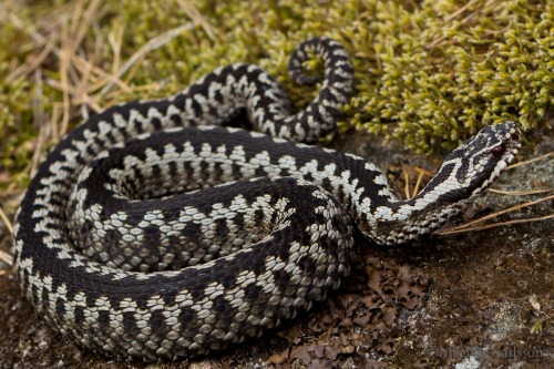 wapiti3:  Adder on Flickr. Magnus Karlsson Photos 