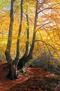 this-is-wild:  Trees in autumn (Mikel Martinez