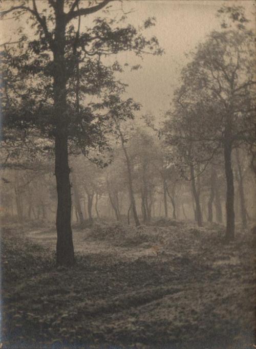 gypsji: Unknown photographer, Wood in mist,1910, UK, via