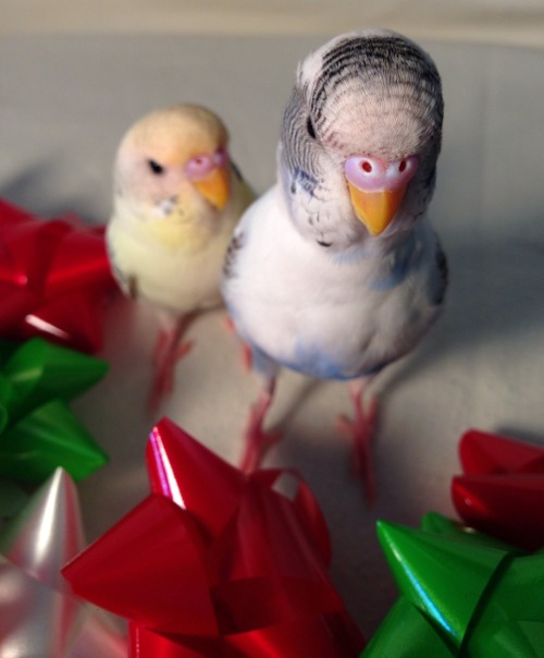 pepperandpals:  Budgies and bows   Budgies just look like they have yew berries squished onto their faceThey’re really adorable though :3