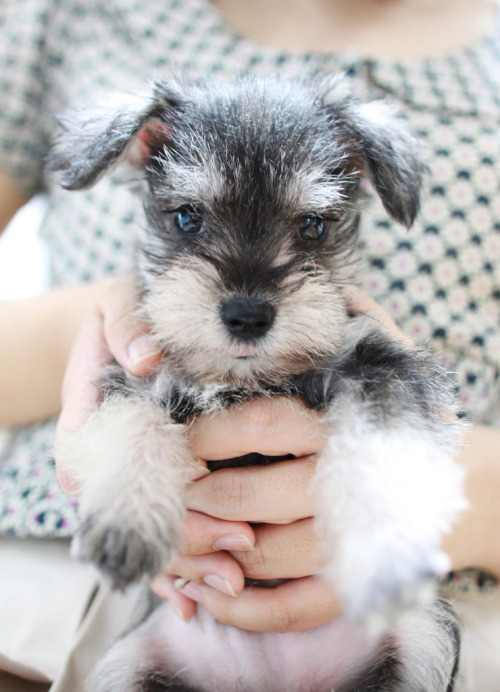 Black miniature schnauzer figurine