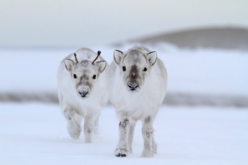 cuteness–overload: Baby Reindeer (x-post /r/MostBeautiful)Source: http://bit.ly/2dYdjfi