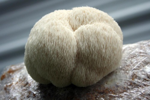 Lauren Nixon does it again. This time, she spiced up brunch with Chili Spiced Lion&rsquo;s Mane 