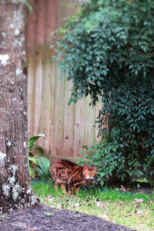 ambermaitrejean: Portraits of neighborhood cats. Magnolia, Texas. Photos by Amber Maitrejean