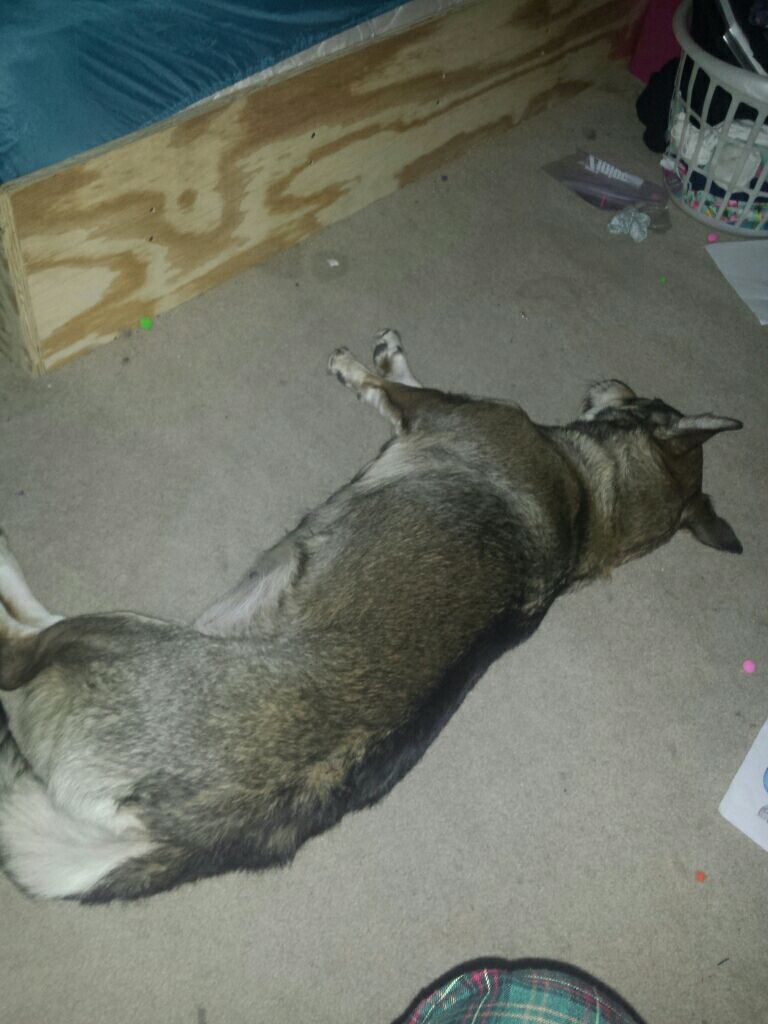 *pushes* Take my doggo…. She tired(dancergirl5432)sleepy girl…this is the exact