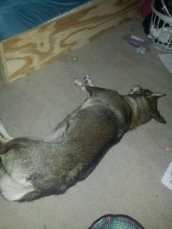 *pushes* Take my doggo…. She tired(dancergirl5432)sleepy