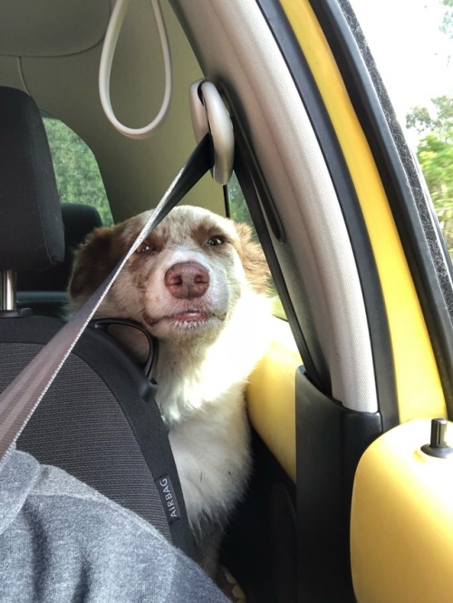 mocha getting her kicks in the backseat of the beetle