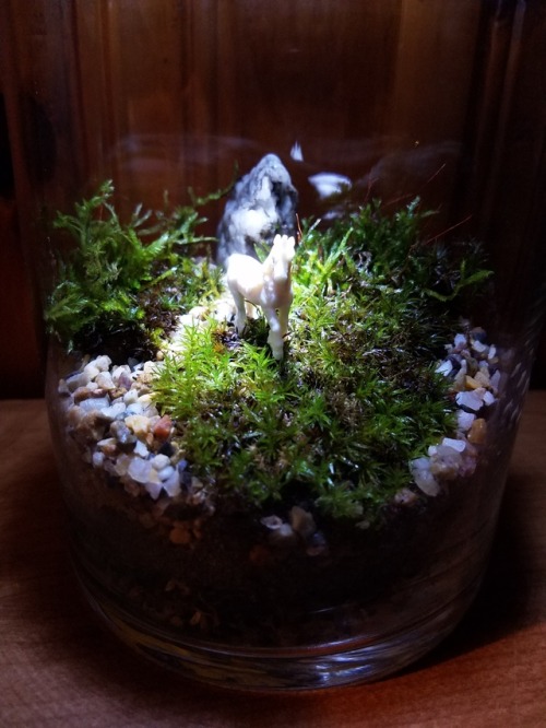 carrioncoyote - I freshened up my first terrarium today. I really...