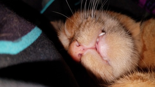 unflatteringcatselfies:  He slep