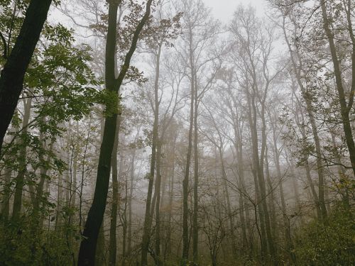  Foggy woods photo journal part XIII. Visegrad mountains, Hungary.Photo taken by me. 