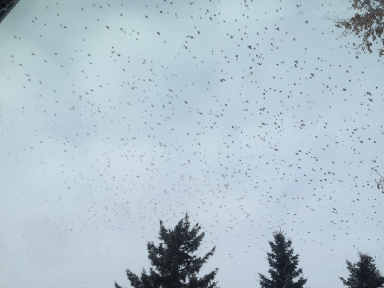 There were so many fucking birds outside my house and they all landed in my trees!!!