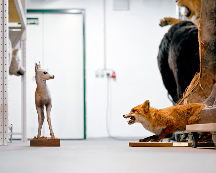 likeafieldmouse:  Klaus Pichler - Skeletons in the Closet: Museum of Natural History,