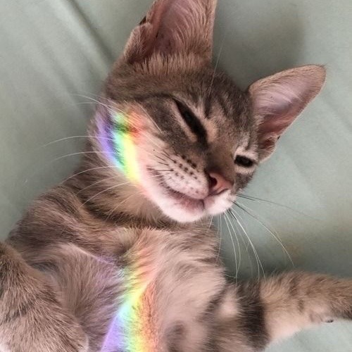 kittens-jpg:  rainbow cats moodboard🌈