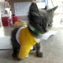 awwww-cute:  All Fixed Up! (Source: http://ift.tt/1WH2wKF) 
