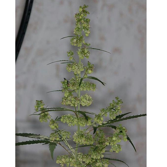 weedporndaily:  #spacedude in full bloom this is what a full blown budding male looks