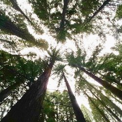 The artistic quality of trees! Wildwood Trail in Washington Park #portland #oregon #adventure by londonandrews