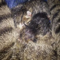 Militia’s going into labor!!!! #cat #pet #catpregnancy #enprocesodeparto #kittens #animallover https://www.instagram.com/p/ByICafdlmXn/?igshid=8rowxra3b591