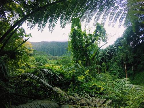 java-surf: stormy-tropics:theadventurechild:Jungle/tropical blog    my fashion instagram: @thefashio