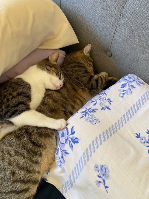 thecolossalennui: Bonded pair always needs to feel the warmth of the other when sleeping via /r/Cudd