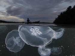 tombov:  Moon Jellyfish  Photograph by David