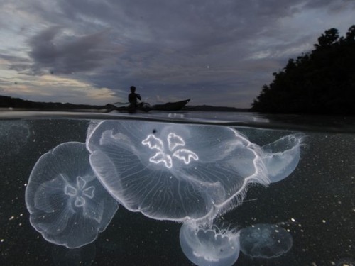 holliesgolightly:Moon JellyfishPhotograph by David Doubilet, National Geographic@thewavesbrokeonthes