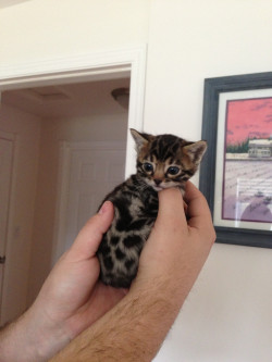 thefrogman:  [imgur]   It&rsquo;s a kitty! 