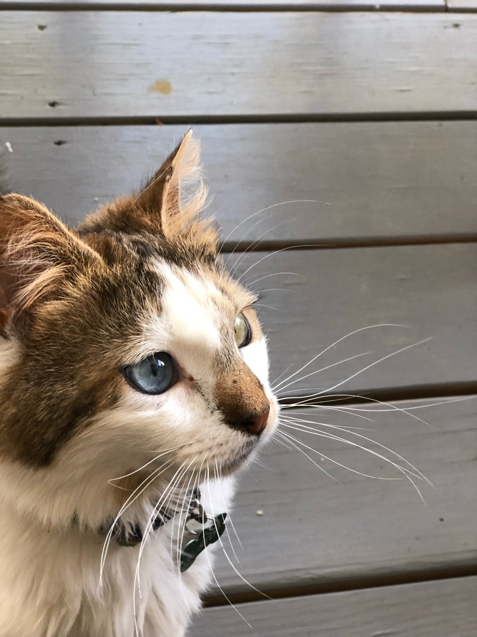 girlnextdoor31:  So this cat runs free in my neighborhood and he’s the sweetest
