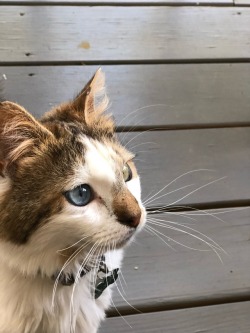 girlnextdoor31:  So this cat runs free in my neighborhood and he’s the sweetest thing