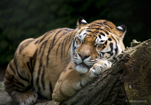 vurtual:tiger dreams (by Daniel Münger)