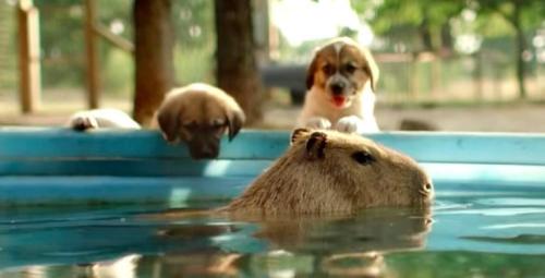dodosite: The orphaned puppies who show up at the doors of the Rocky Ridge Refuge all find themselve