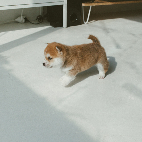 atraversso:  Puppy -  Hello_shiba