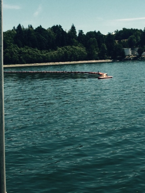 Lol the seals like to hang out on our boom , little fuckers