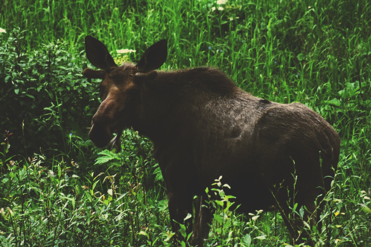 i-fucking-hate-moose-all-they-do-is-run-into-the-road-and-ruin-your