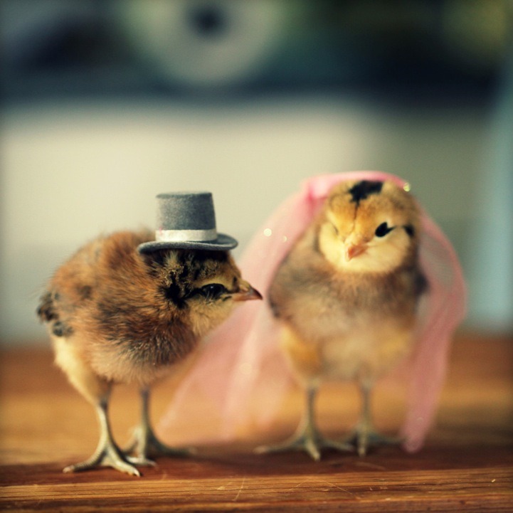 catsbeaversandducks:  Baby Chicks with Tiny HatsBecause we need more baby chicks