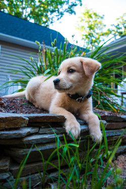endless-puppies:  This little photogenic puppy is Diesel, the corgi/lab mix