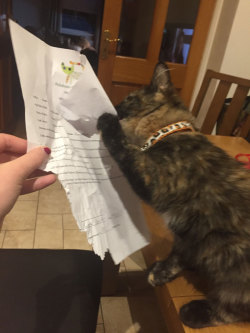 mineapple:  buckybutts:  so jill ate her own adoption form  ‘good luck trying to return me without the receipt you fuck’ 